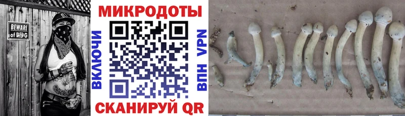наркотики  omg tor  Галлюциногенные грибы Psilocybine cubensis  Кулебаки 
